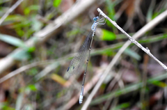 Labidiosticta vallisi