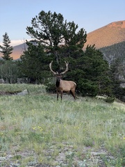Cervus canadensis