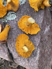 Cantharellus roseocanus