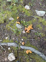 Cantharellus roseocanus