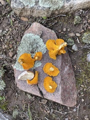 Cantharellus roseocanus