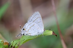 Hypolycaena philippus