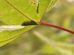 Pterygota