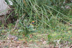 Platycercus caledonicus