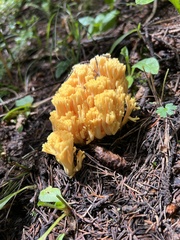 Ramaria