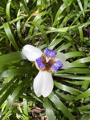 Trimezia gracilis