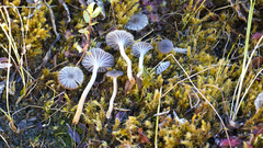 Cuphophyllus cinerellus