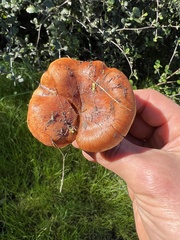 Pholiota brunnescens