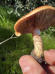 Pholiota brunnescens