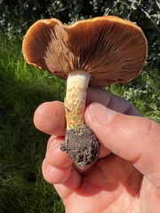 Pholiota brunnescens