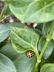 Harmonia conformis