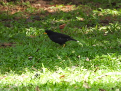 Acridotheres grandis