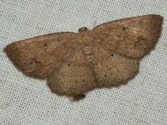 Casbia melanops