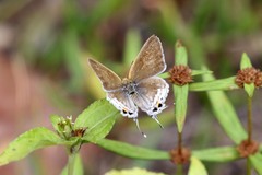 Hypolycaena philippus