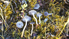 Cuphophyllus cinerellus