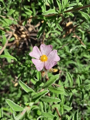 Cistus