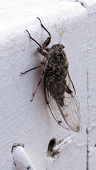 Amphipsalta