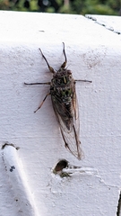 Amphipsalta