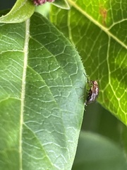 Steganopsis melanogaster
