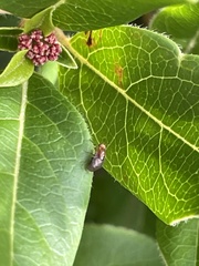 Steganopsis melanogaster
