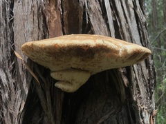 Laetiporus portentosus