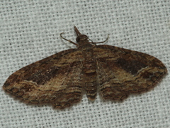 Chloroclystis filata