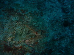 Dactyloptena orientalis