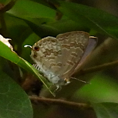 Catopyrops florinda