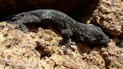 Tarentola delalandii