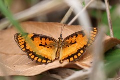 Byblia anvatara acheloia