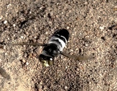 Bembix vespiformis