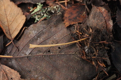 Macrotyphula fistulosa