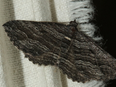 Chrysolarentia severata