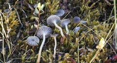 Cuphophyllus cinerellus