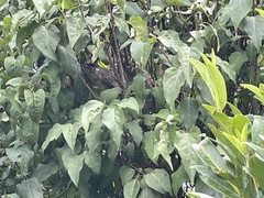 Anthochaera carunculata