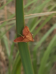 Endotricha pyrosalis