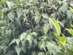 Anthochaera carunculata