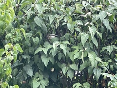 Anthochaera carunculata