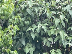 Anthochaera carunculata