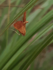 Endotricha pyrosalis