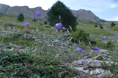 Campanula stenocodon