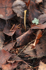 Macrotyphula fistulosa