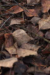 Macrotyphula fistulosa