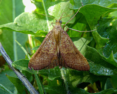 Endotricha pyrosalis