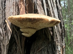 Laetiporus portentosus