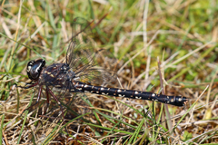 Austroaeschna parvistigma