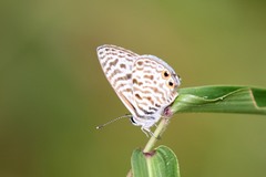 Leptotes