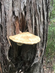 Laetiporus portentosus