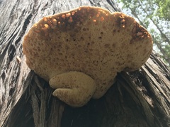 Laetiporus portentosus