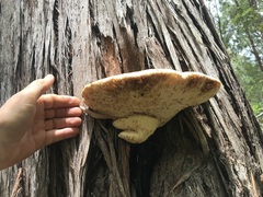 Laetiporus portentosus